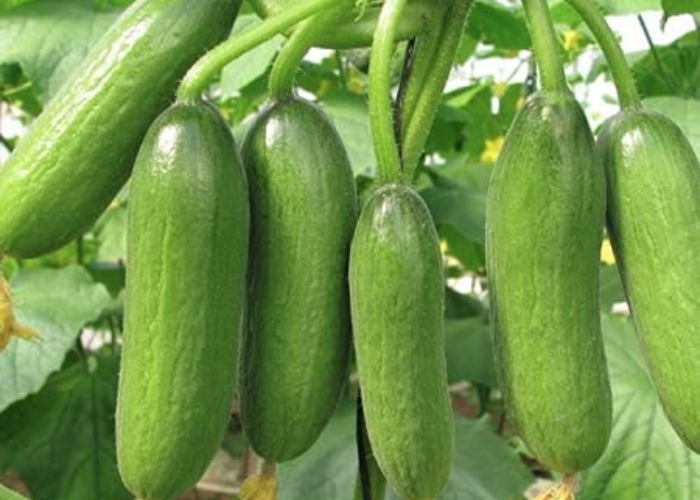 Do Deer Eat Cucumber Plants