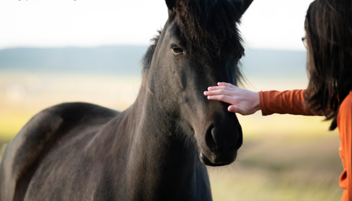 Horses